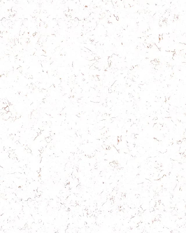 Brown Carrara — Alito engineered quartz