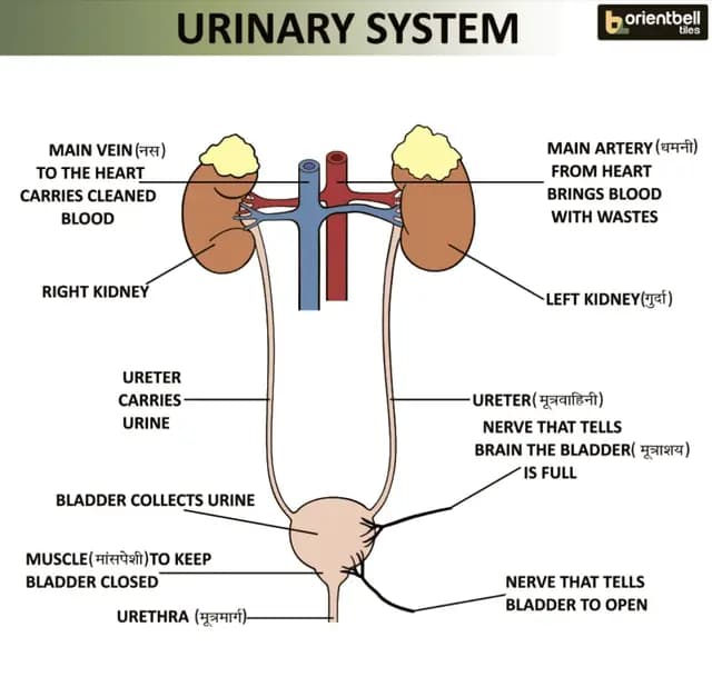 Urinary System